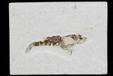 Bargain, Jurassic Fossil Shrimp - Solnhofen Limestone #101579-1